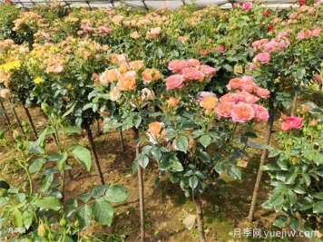 夏天月季葉片枯萎焦黃怎么辦？