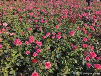 地栽月季比盆栽月季長(cháng)得更好開(kāi)花更多？