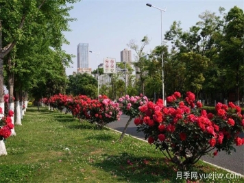 昆明市呈貢區2500余株樹(shù)狀月季齊綻放，街頭處處是風(fēng)景
