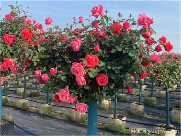 月季修剪越厲害開(kāi)花越多？月季修剪方法