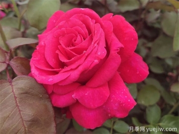 為什么月季噴藥之后沒(méi)效果？