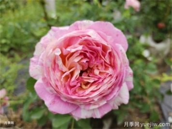 兩廣地區如何種植月季？修剪病害防治教程