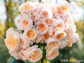 5款月季推薦！花友種過(guò)都說(shuō)好的品種