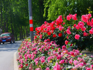 宜昌市董市鎮，月季綻放月季小鎮