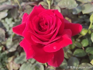 送花有講究，玫瑰花語(yǔ)、支數寓意告訴你