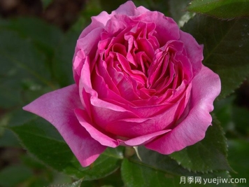 伯納黛特拉方特月季介紹，花美花大濃香勤花