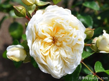 永遠愛(ài)你月季/永遠屬于你