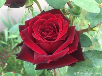 黑珍珠月季，神秘美麗的黑色玫瑰