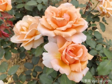 月季養殖沒(méi)那么難，給你三字經(jīng)