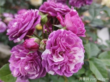 栽植養護月季需要注意什么？