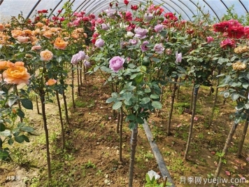 兩廣福建地區種植月季有什么要注意！