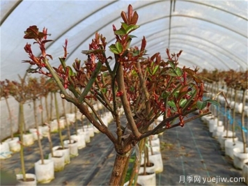春天月季如何才能發(fā)芽多？