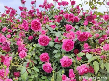 想讓月季多開(kāi)幾波花？藤本月季橫拉有辦法