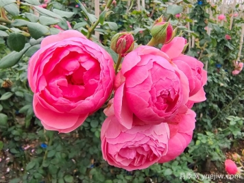月季是每個(gè)月都開(kāi)花嗎？怎樣讓月季每個(gè)月都開(kāi)花？