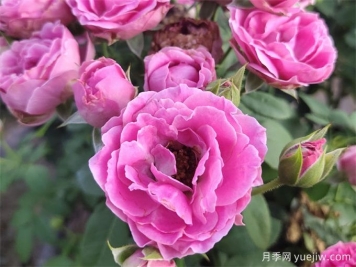 壓條繁殖后的月季枝條，為什么那么容易開(kāi)花呢？