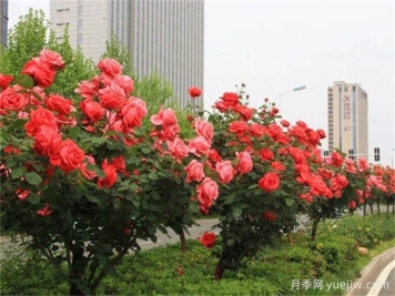 合肥樹(shù)狀月季花爆火！真相沒(méi)你想得那么簡(jiǎn)單！