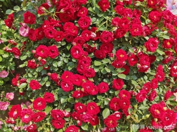 如何打造一面月季花墻？