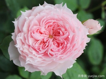 莫妮卡戴維月季，花美香濃、復花快、抗病性強