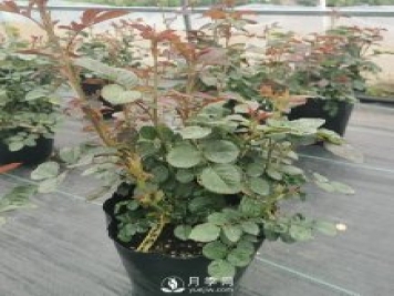 地栽月季幾月份移栽好？