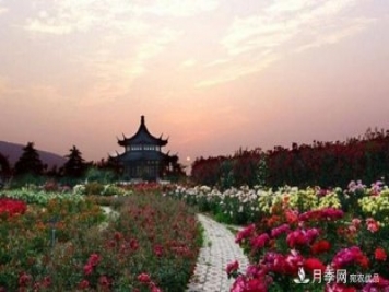 南陽(yáng)月季博覽園打造“世界月季王臺”
