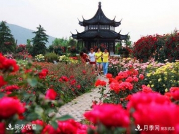 2020中國南陽(yáng)首屆首屆月季博覽會(huì )可以如期開(kāi)幕嗎？