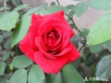 香水月季栽培中如何修剪養護？