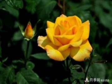 月季有哪些常見(jiàn)的病蟲(chóng)害？月季網(wǎng)告訴你