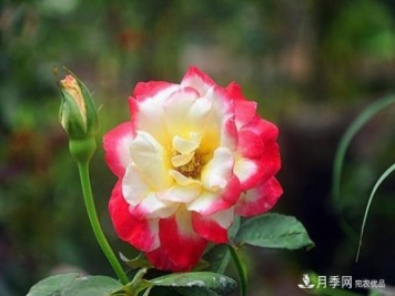 時(shí)光有序，月季無(wú)痕
