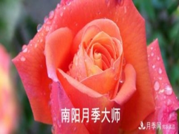 南陽(yáng)市首批13名南陽(yáng)月季大師名單都有誰(shuí)？