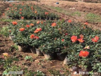 經(jīng)過(guò)遠距離運輸的月季裸根苗，定植上盆辦法詳解