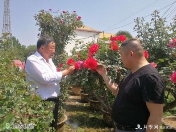 四季花開(kāi)美名揚——訪(fǎng)南陽(yáng)“月季大師”蘇金朋、蘇玉果父子