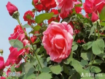 月季之鄉美不勝收！南陽(yáng)月季景觀(guān)路觀(guān)賞指南，請收好！