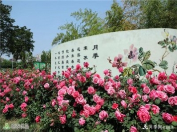 月季花開(kāi)，南陽(yáng)月季在園林綠化的場(chǎng)景案例展示