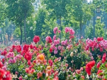 萊州月季，任尚泉月季花海里的兵支書(shū)