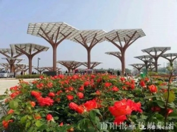 重磅！2020中國南陽(yáng)首屆世界月季博覽會(huì )舉辦時(shí)間確定！