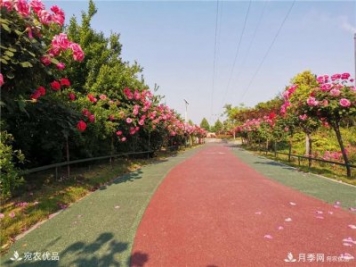 從南陽(yáng)內鄉縣月季主題公園看內鄉月季產(chǎn)業(yè)發(fā)展