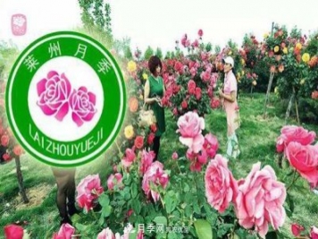 山東有三座城市以花聞名，除了菏澤牡丹平陰玫瑰，還有萊州月季之都