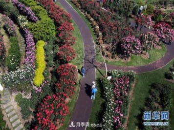 上海：月季花開(kāi) 絢爛花海