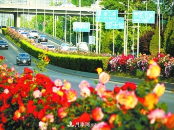 北京月季驚艷！250公里月季項鏈環(huán)繞京城