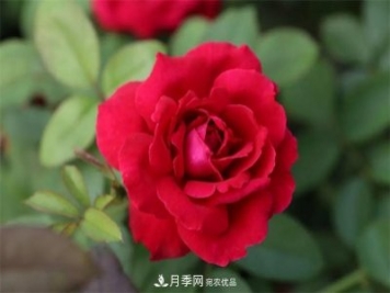 月季夫人蔣恩鈿，是她把月季花種到了人民大會(huì )堂