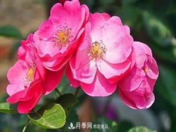 藤本月季有哪些好品種？我推薦這5個(gè)品種