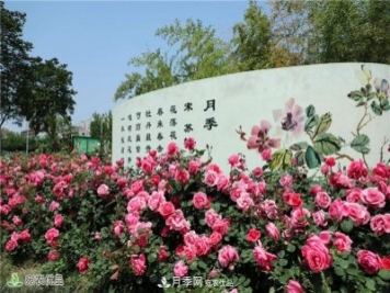 南陽(yáng)月季花開(kāi)，南陽(yáng)月季在園林綠化的場(chǎng)景案例展示
