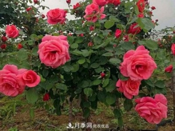 多種選擇，樹(shù)狀月季用什么樹(shù)做樹(shù)樁比較好？