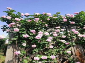 上海辰山植物園月季花海，五一迎來(lái)最佳觀(guān)賞期