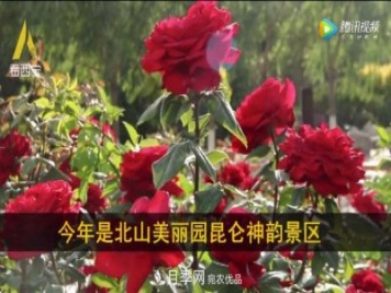 青海西寧第七屆月季展，北山美麗園20多萬(wàn)株月季盛開(kāi)！