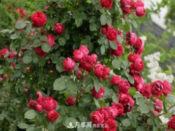 月季紅色龍沙寶石是什么特性？