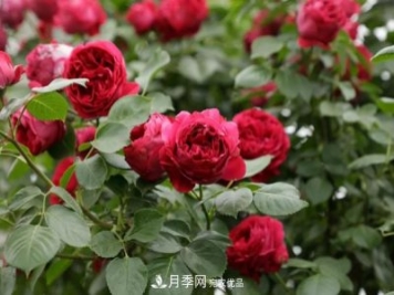 藤本月季和樹(shù)狀月季的小知識與品種