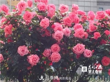 樹(shù)狀月季很養眼，云南昆明上萬(wàn)株高稈月季熱情綻放