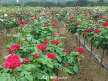 小型樹(shù)樁月季，小月季樹(shù)批發(fā)價(jià)格
