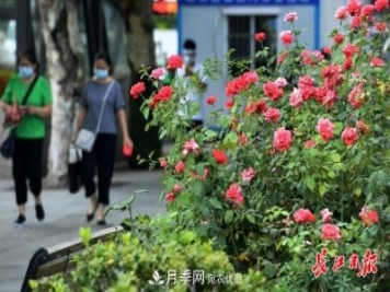 烈日下，武漢城區月季盛情開(kāi)放(圖集)
